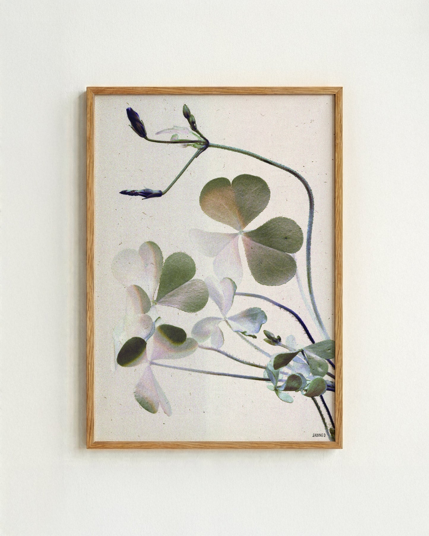 Clover